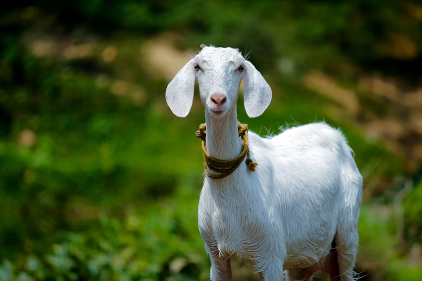 GOAT não é cabra: os animais que ganham outro significado em inglês