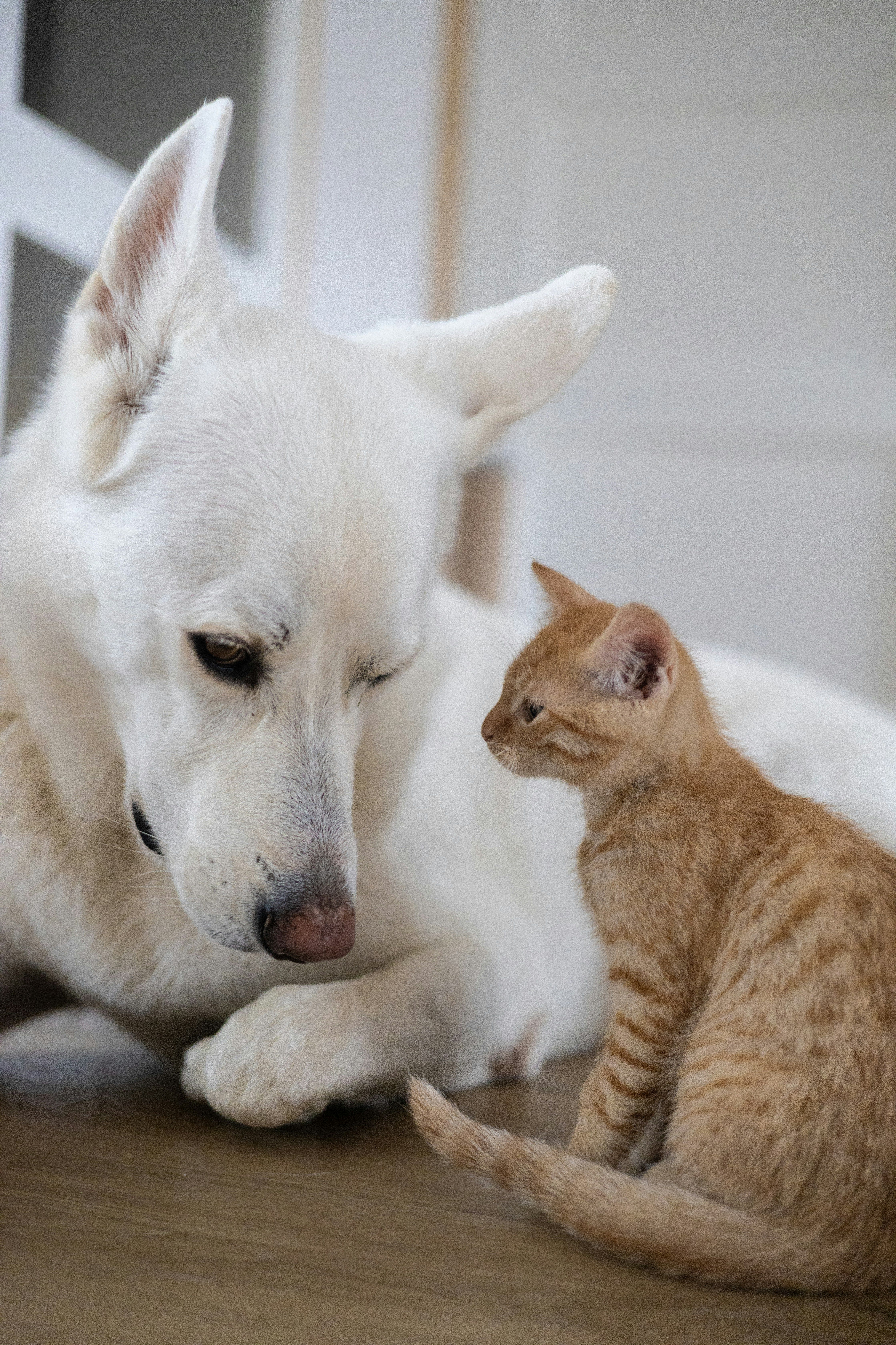 Como tirar o cheiro de xixi de cachorro e gato da casa